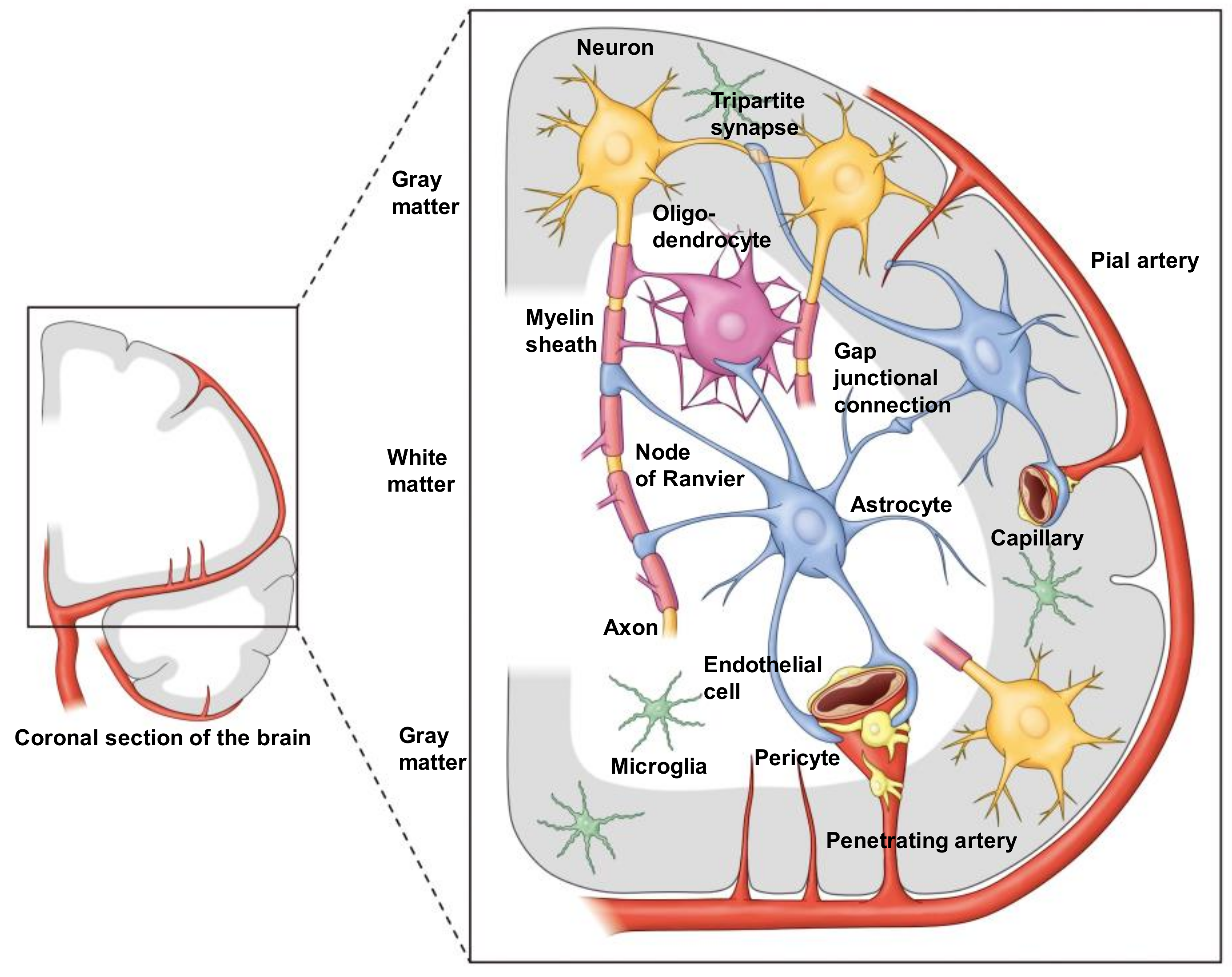 Schematic representation illustrating the astrocyte-synapse alterations