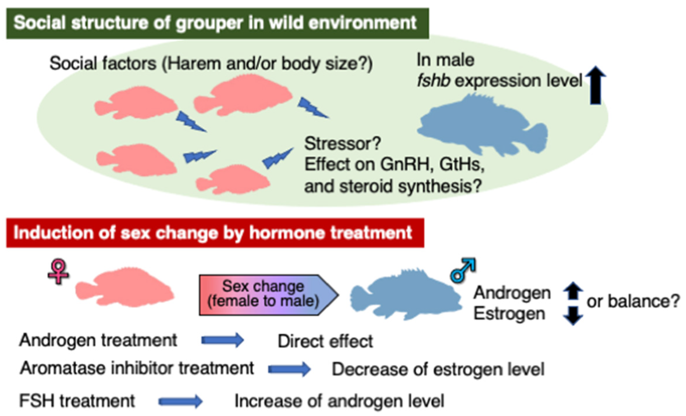 Cells | Free Full-Text | Endocrine Regulation of Maturation and Sex Change  in Groupers