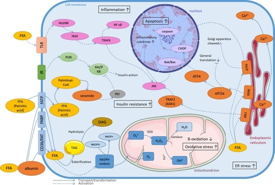 Cells | Free Full-Text | Molecular Mechanism of Lipotoxicity as an 
