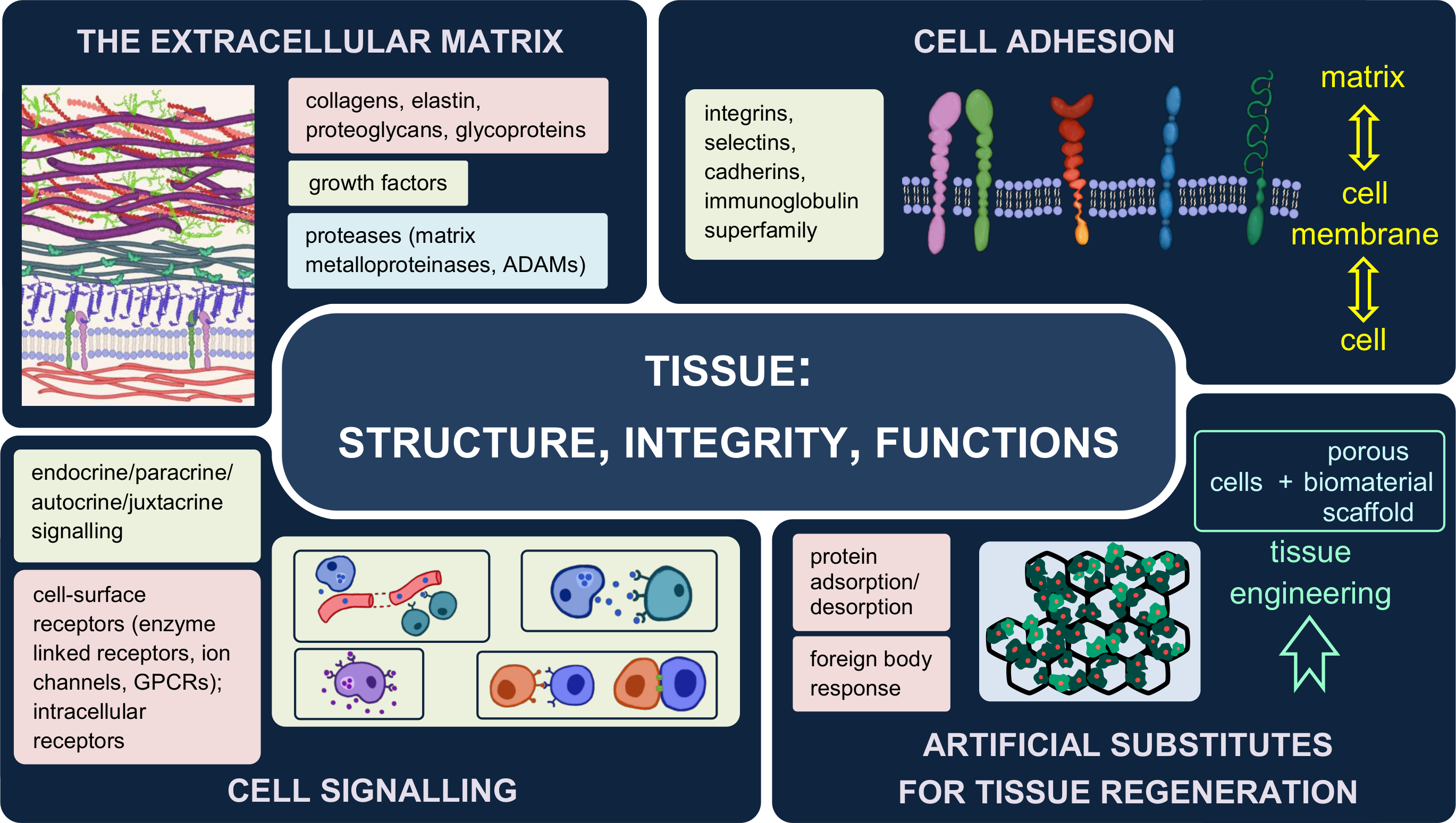 Cells | Free Full-Text | Into the Tissues: Extracellular Matrix 