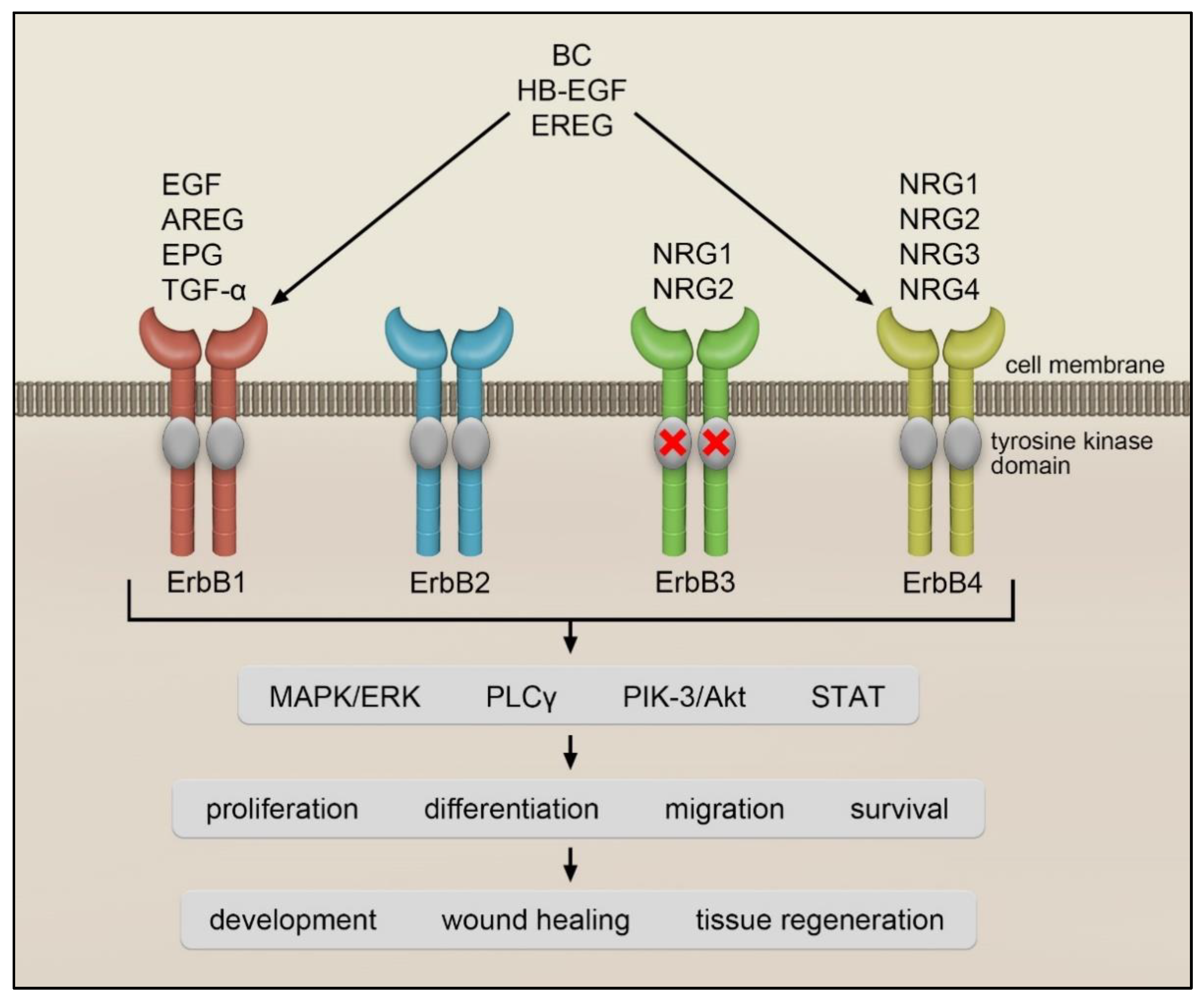cells-free-full-text-egfr-signaling-in-lung-fibrosis