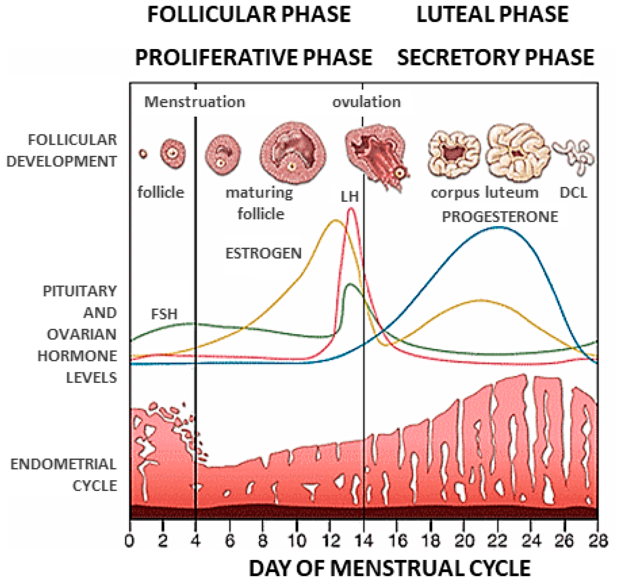 Cells Free Full Text Towards An Improved Understanding Of The 