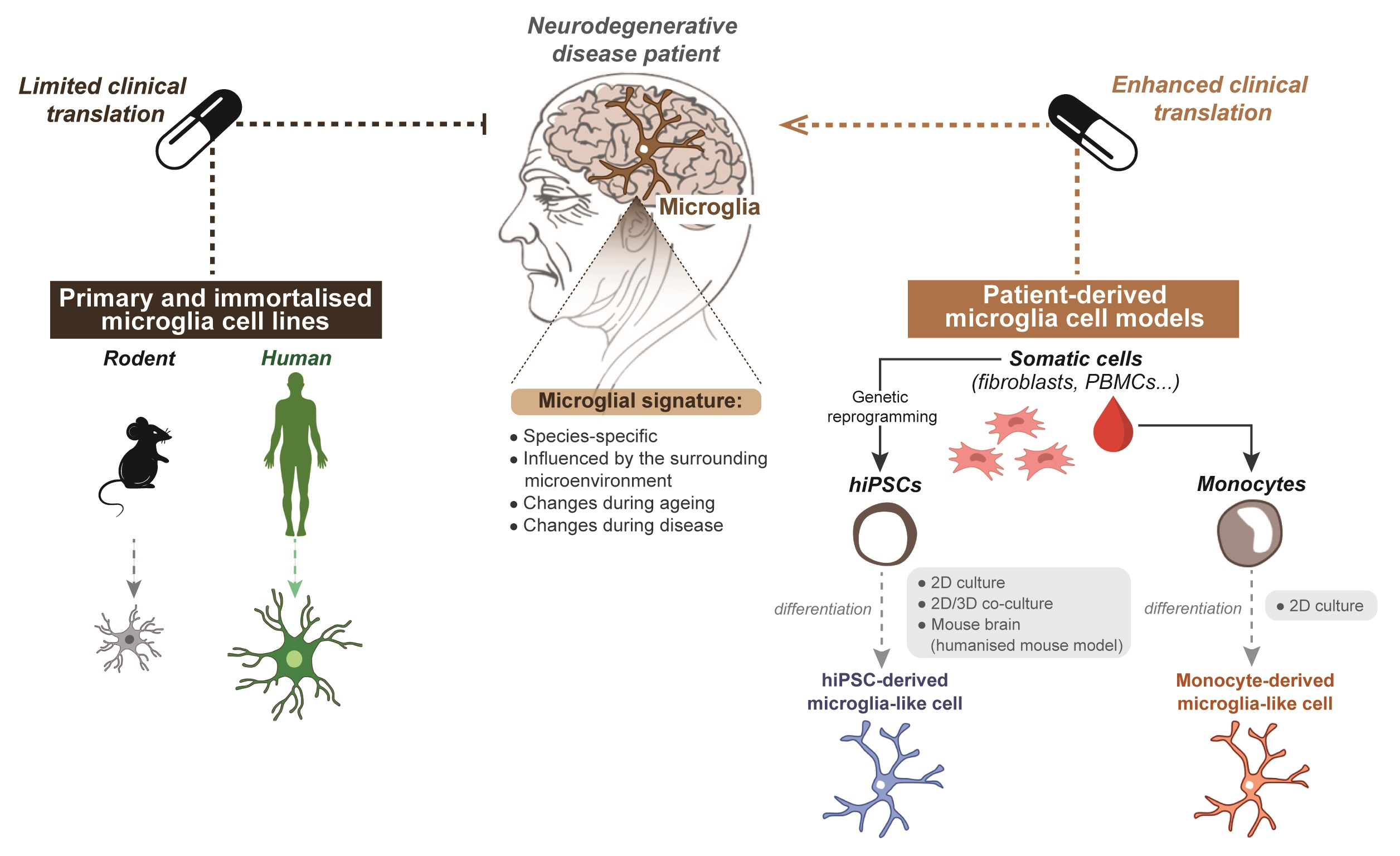 Cells Free Full-Text Recent Advances in Microglia Modelling to Address Translational Outcomes in Neurodegenerative Diseases