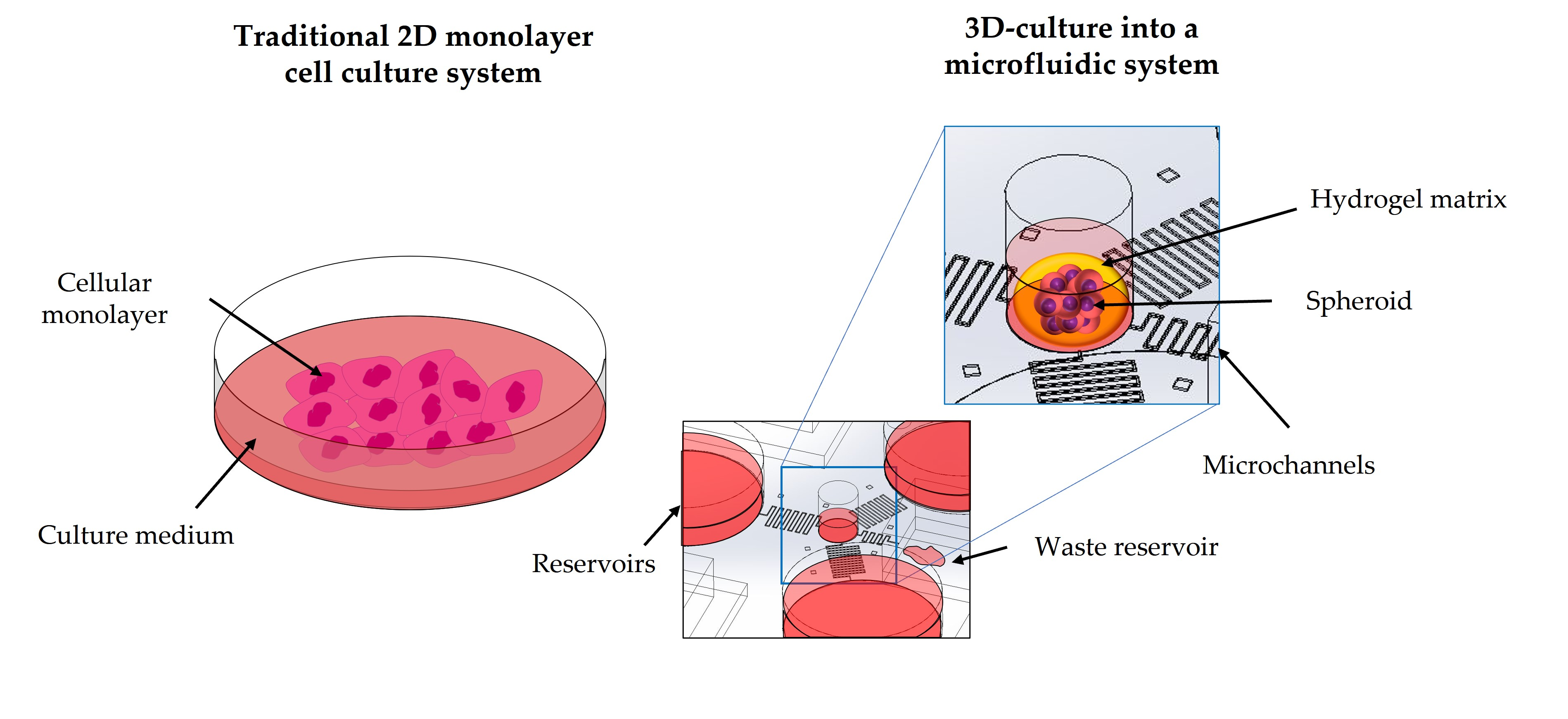 Cells | Free Full-Text | Microfluidics for 3D Cell and Tissue Cultures:  Microfabricative and Ethical Aspects Updates
