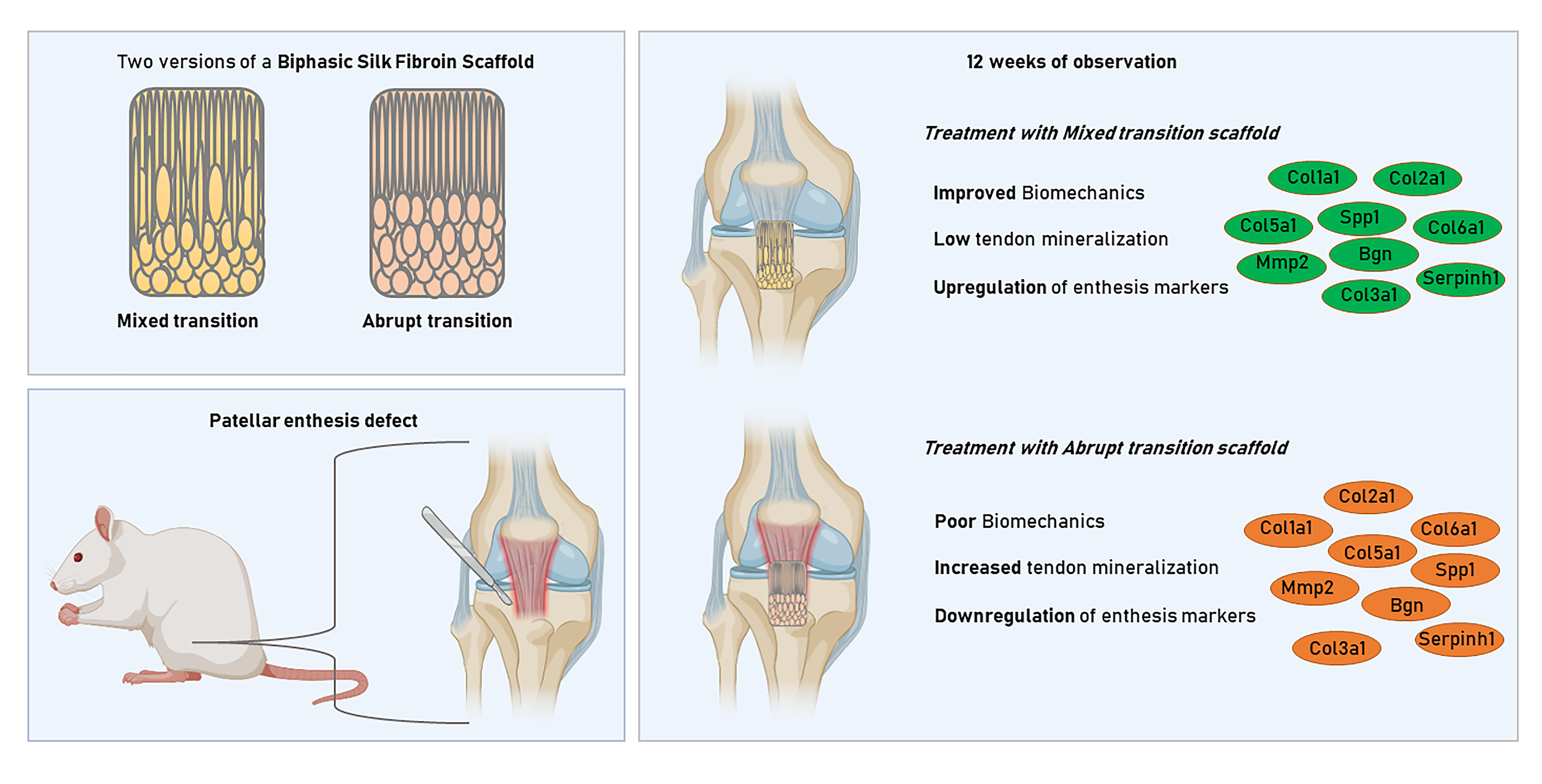 Silk fibroin scaffolds for common cartilage injuries