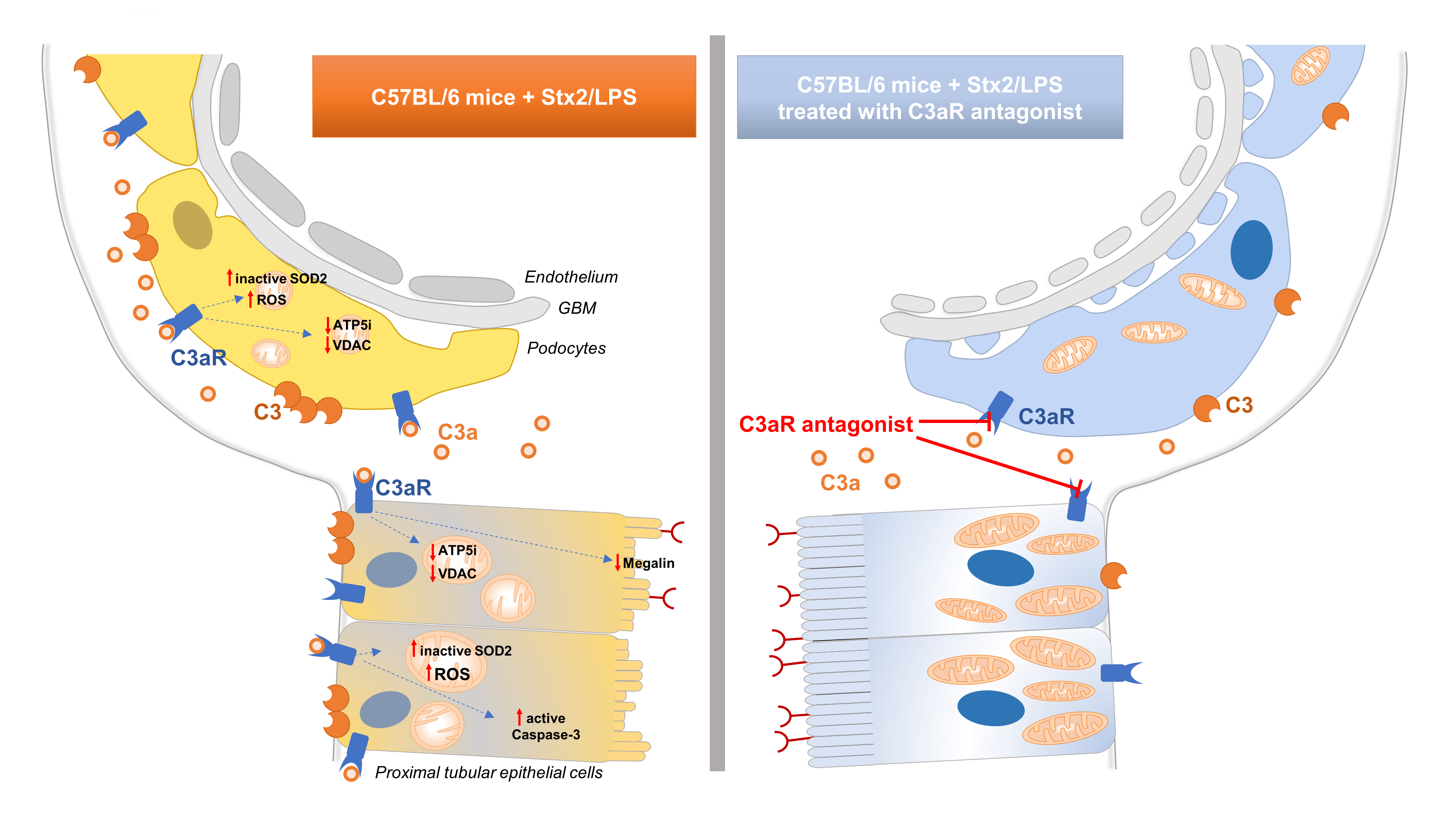 Cells Free FullText Shiga Toxin 2 Triggers C3aDependent