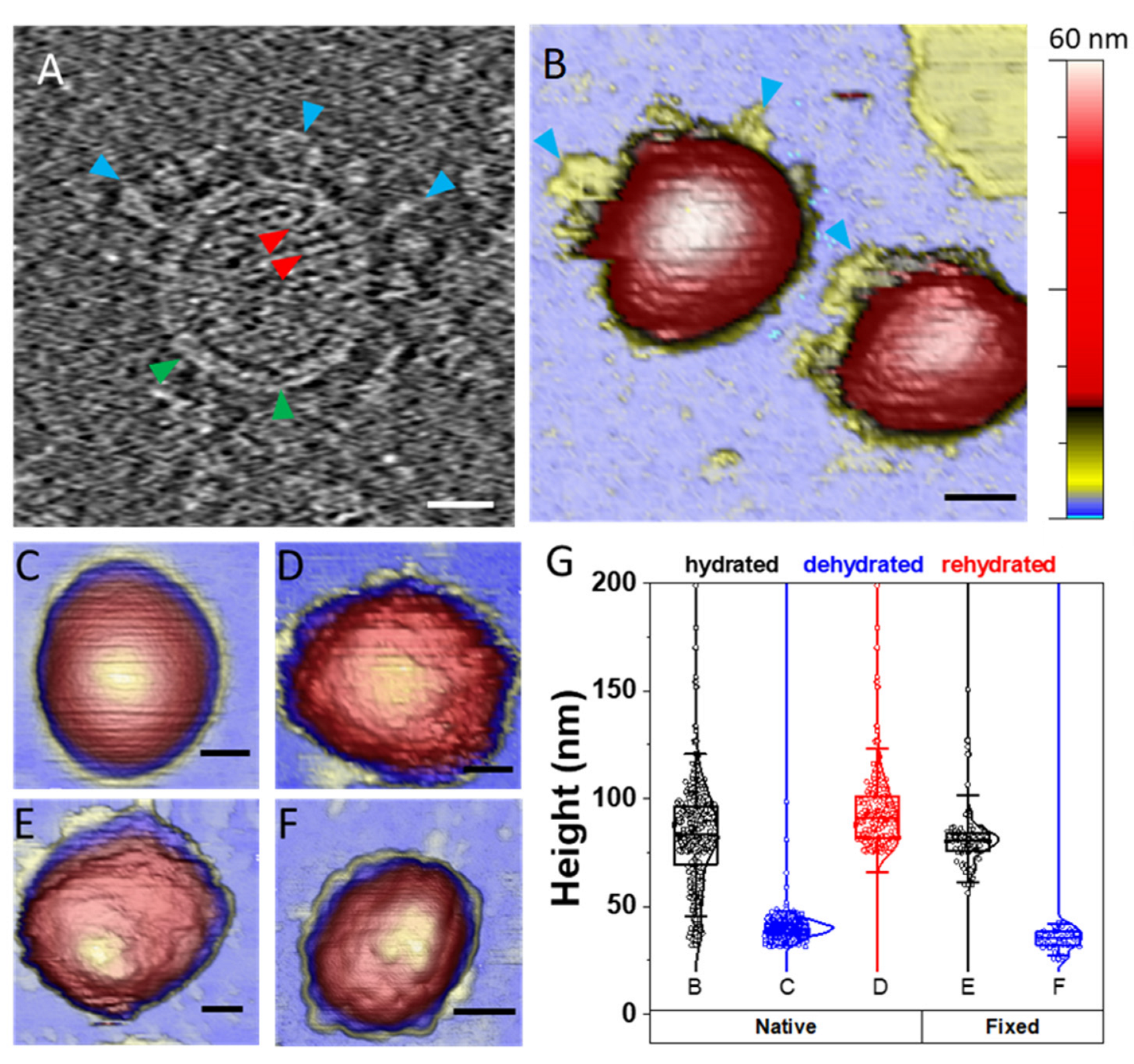 Biological meaning of spike-layer thickness (SLT), spike-layer