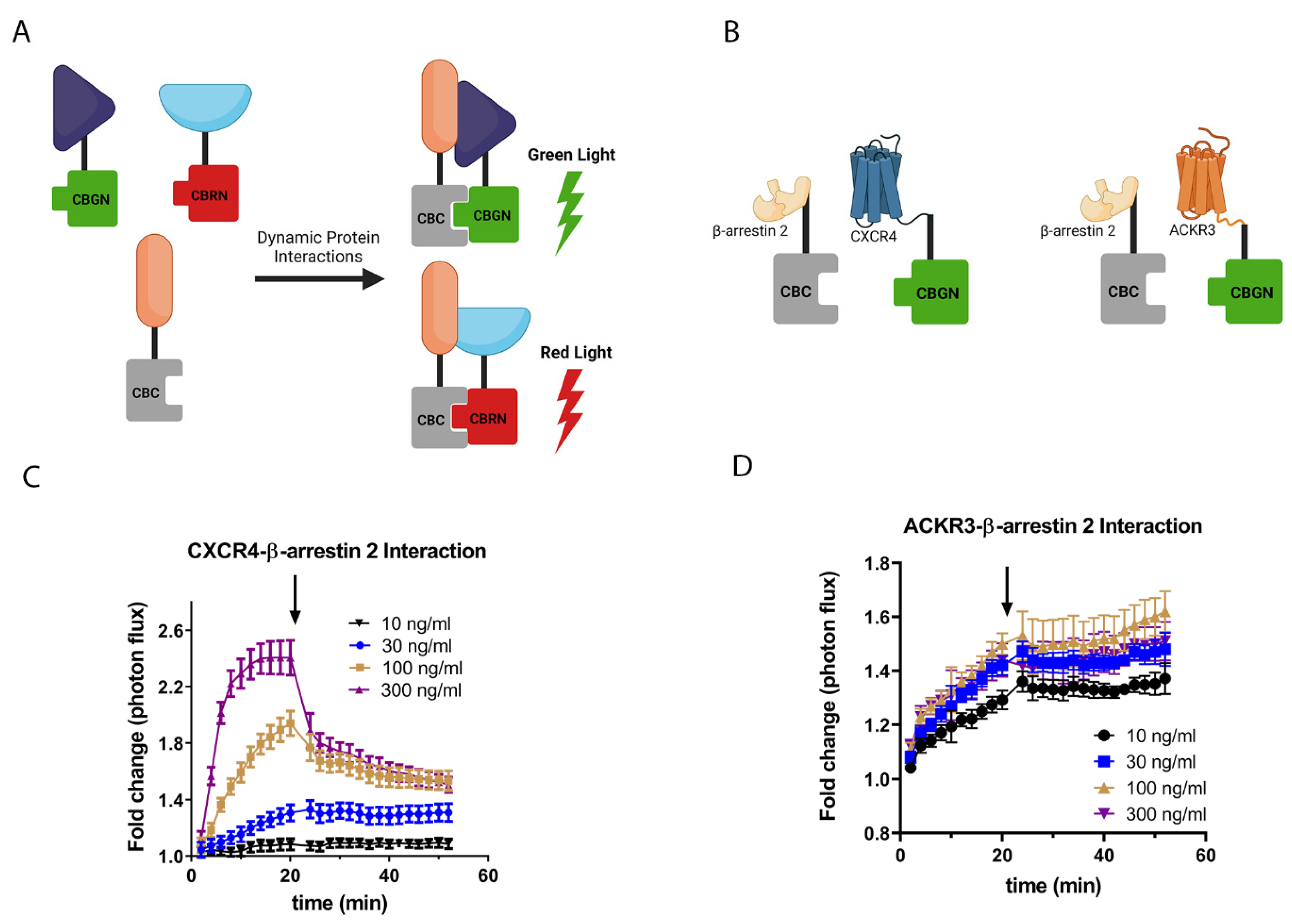 Cells | Free Full-Text | The CXCL12/CXCR4/ACKR3 Signaling Axis ...