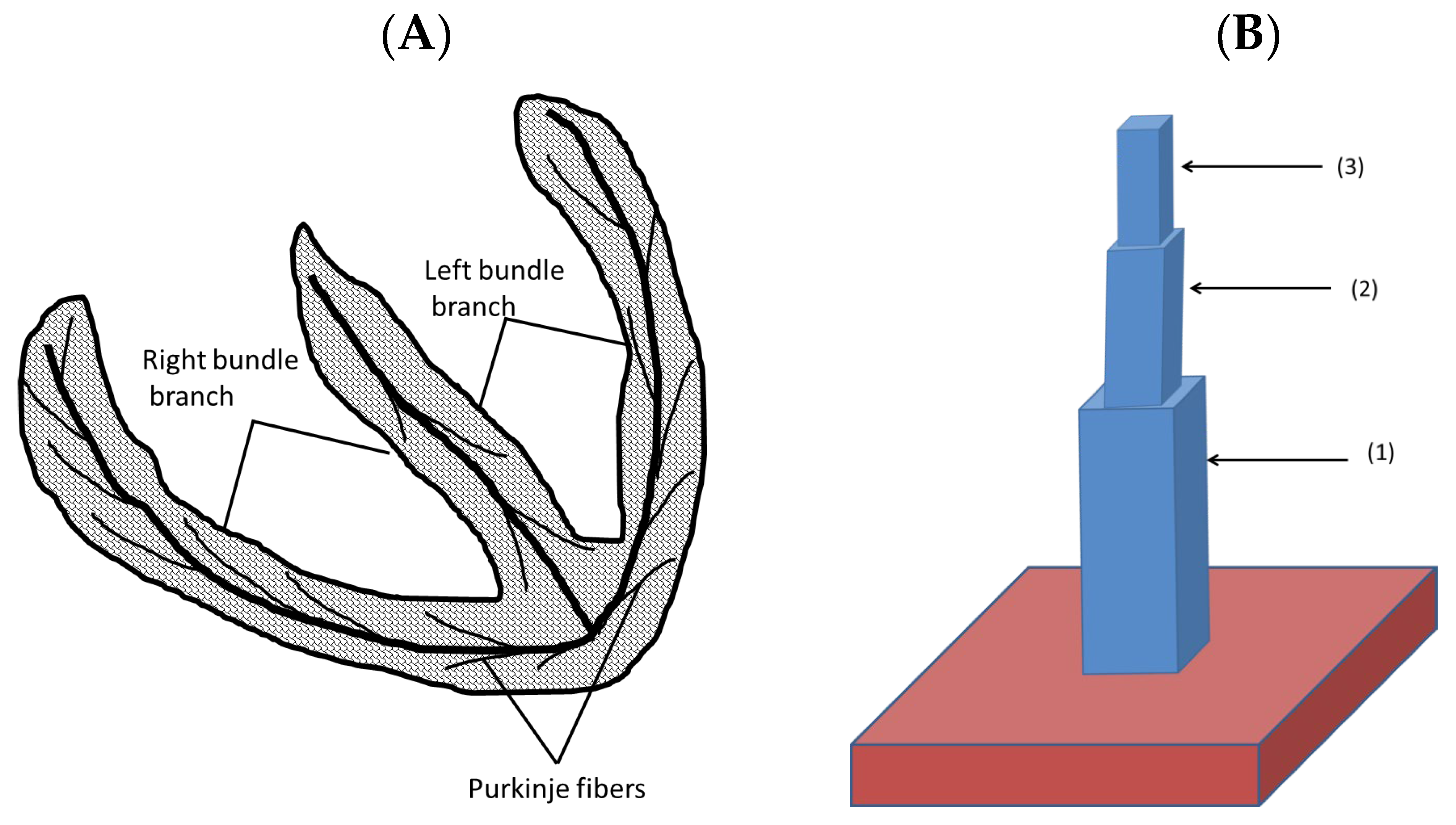 Cells Free Full Text Critical Requirements for the Initiation