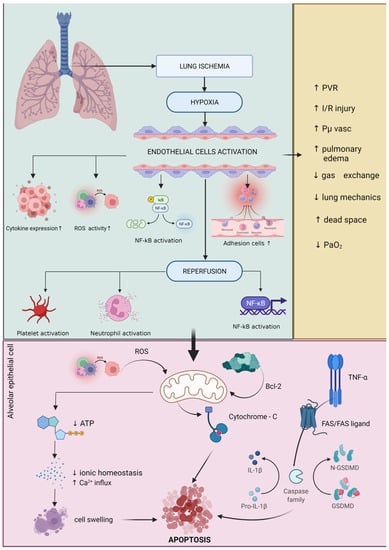 Cells | Free Full-Text | The Impact of General Anesthesia on Redox ...