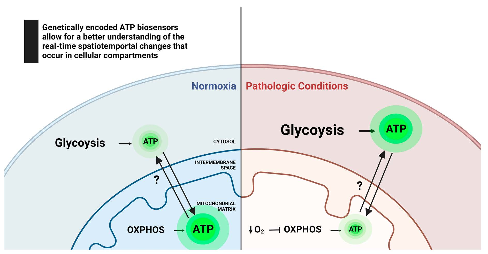 Free of Direct Dynamics ATP ATP Genetically Cellular Cells Monitoring Encoded Full-Text | | for Biosensors