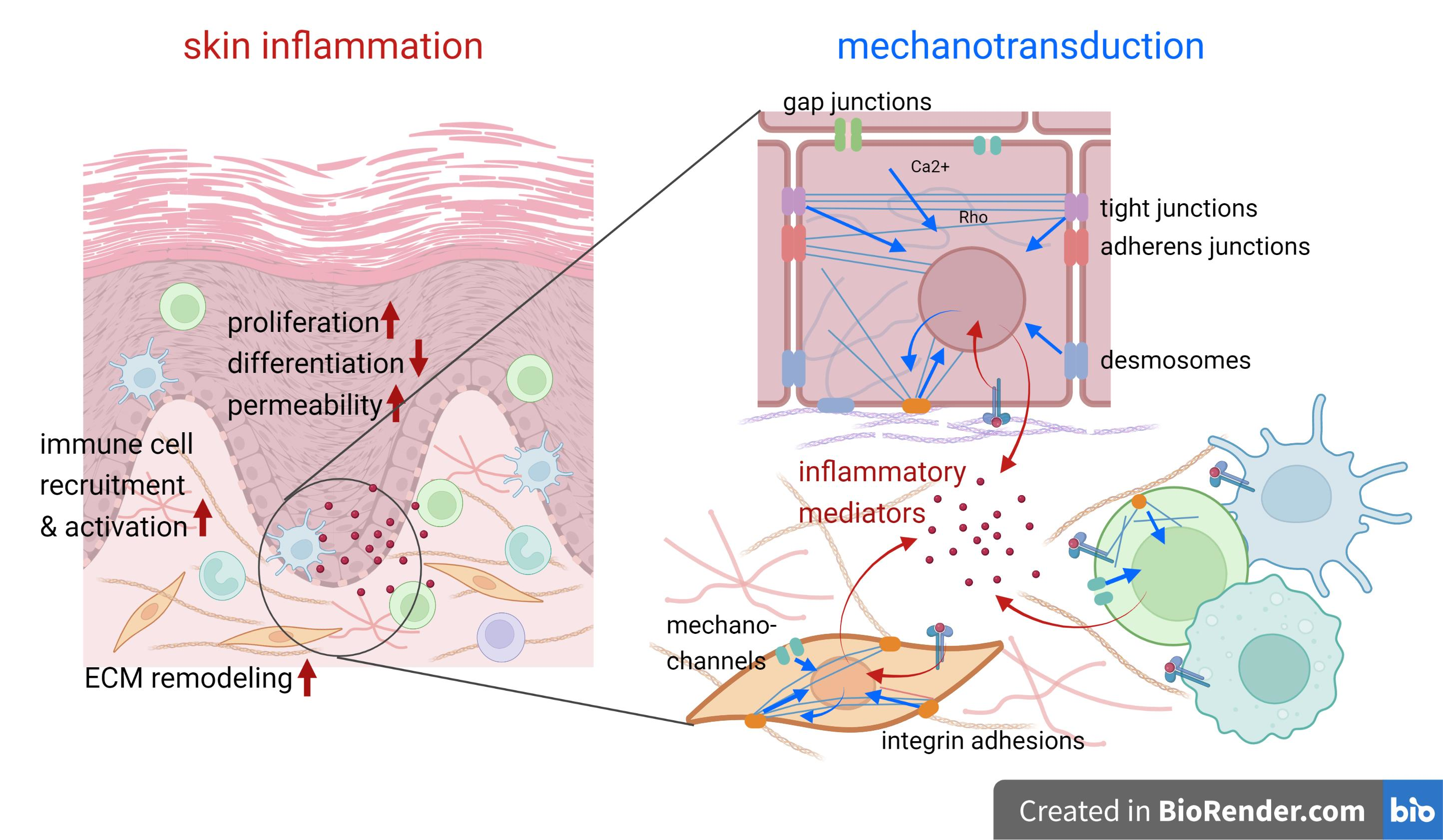 Cells | Free Full-Text | Mechanotransduction in Skin Inflammation
