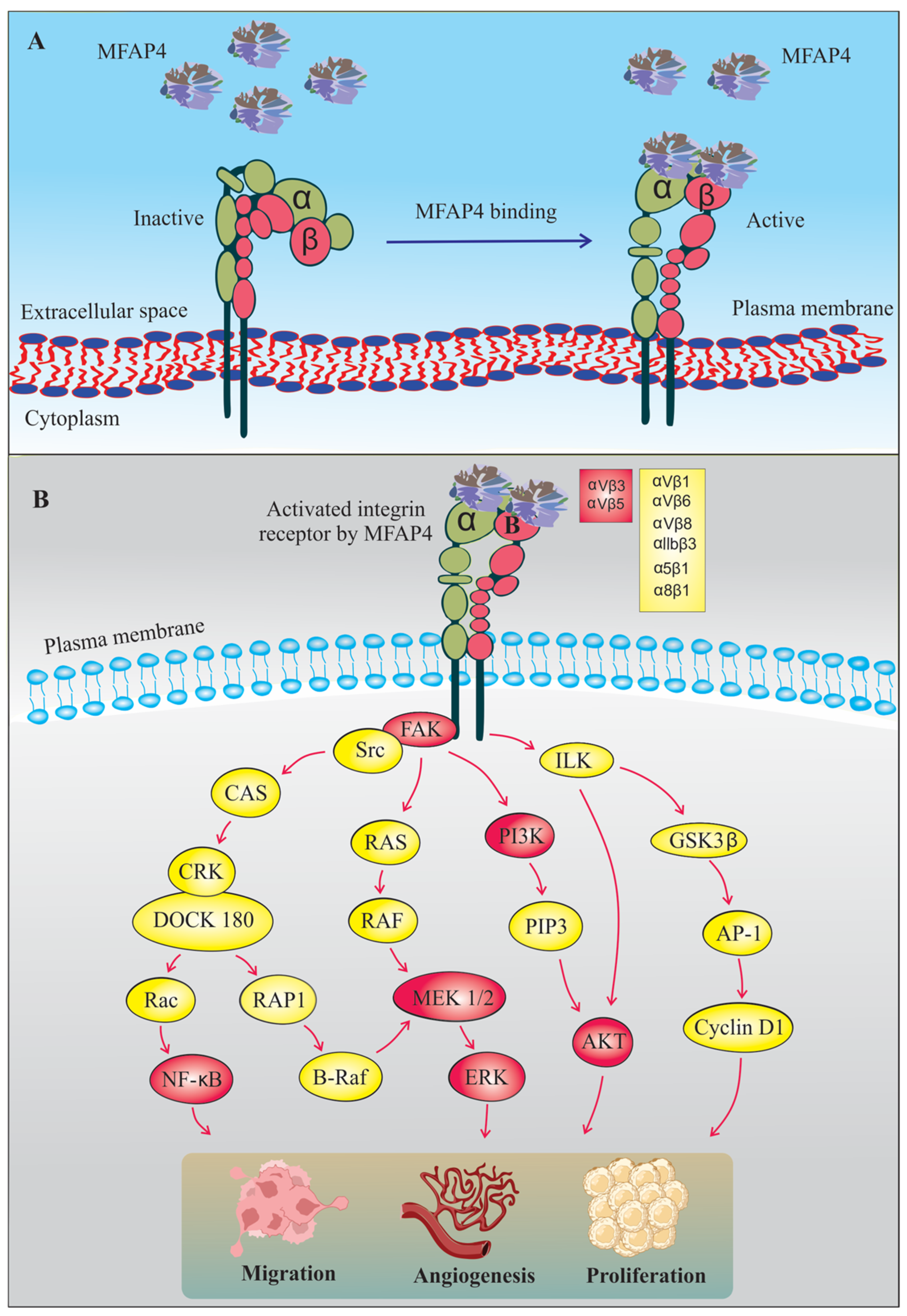 Cells | Free Full-Text | MFAP4-Mediated Effects in Elastic Fiber 