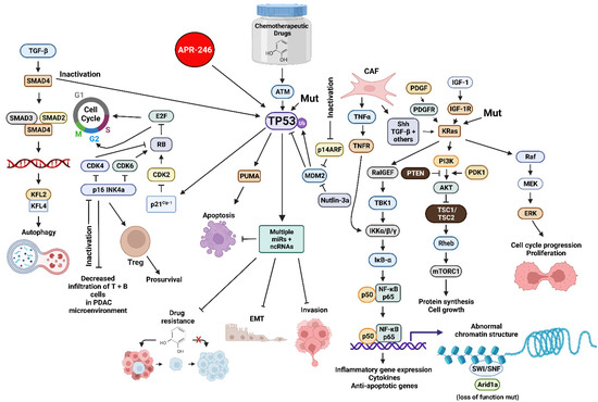 Cells | Free Full-Text | Effects of TP53 Mutations and miRs on