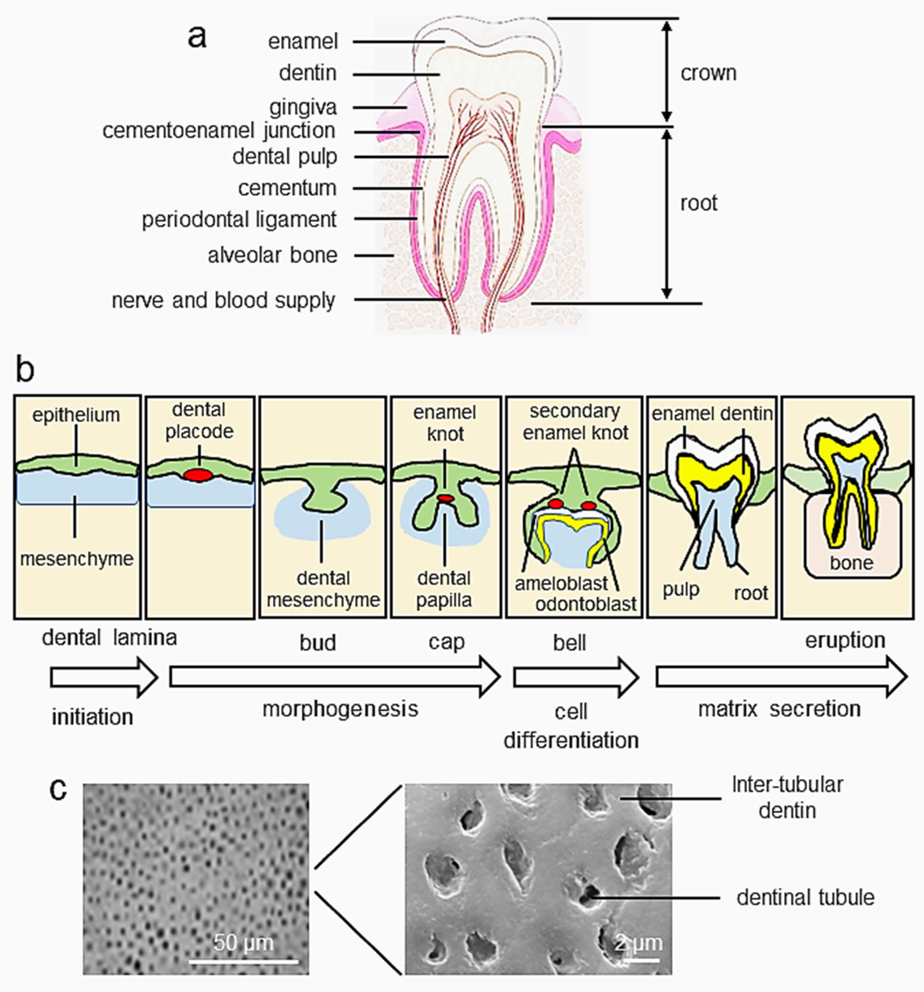 Cells | Free Full-Text | BMP Signaling Pathway in Dentin 