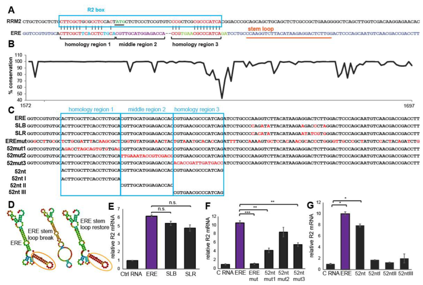 Cells | Free Full-Text | Evidence For A Hepatitis B Virus Short RNA ...