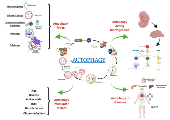 Full article: Interactions of Autophagy and the Immune System in Health and  Diseases