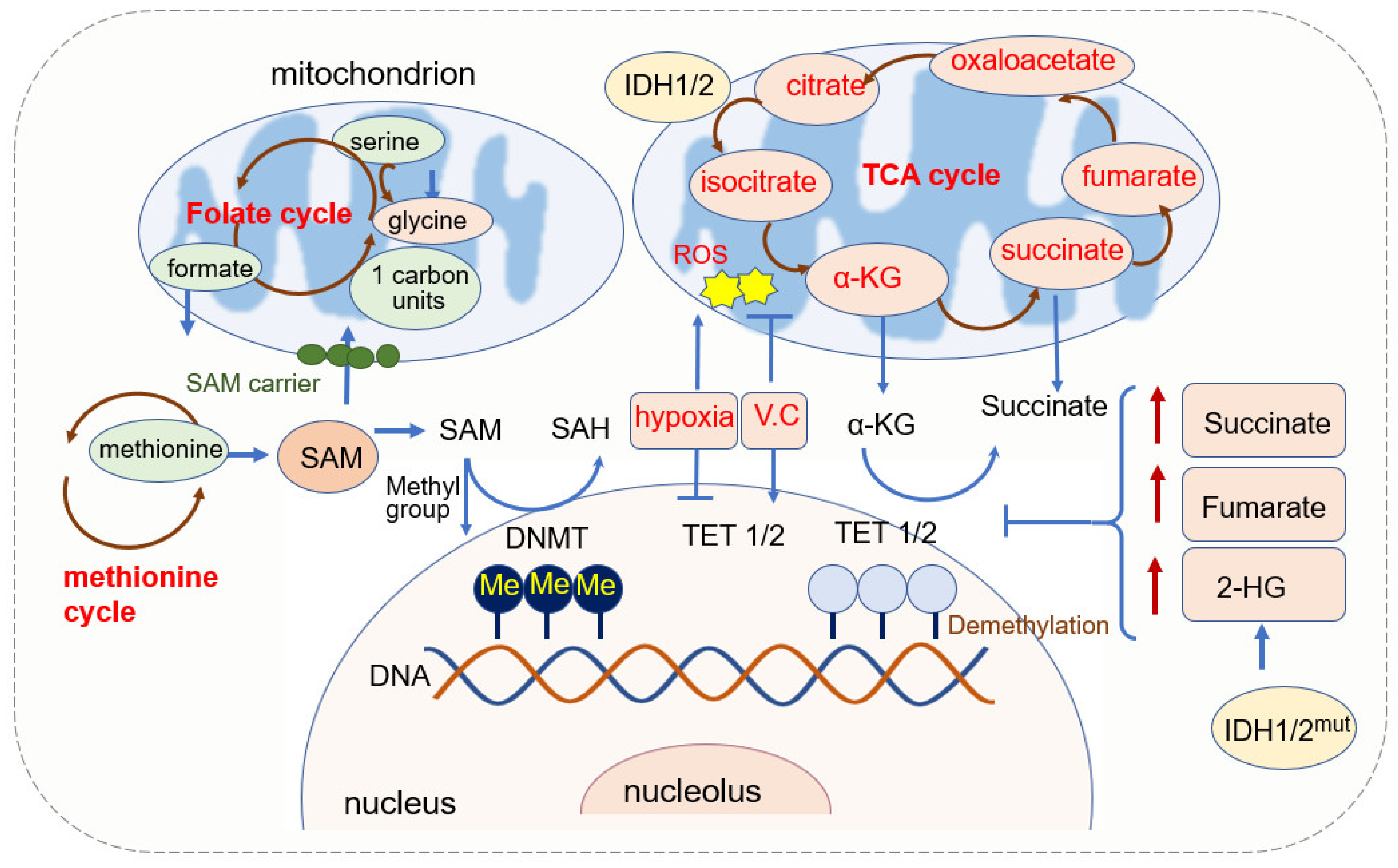 Cells | Free Full-Text | An Epigenetic Role of Mitochondria in Cancer