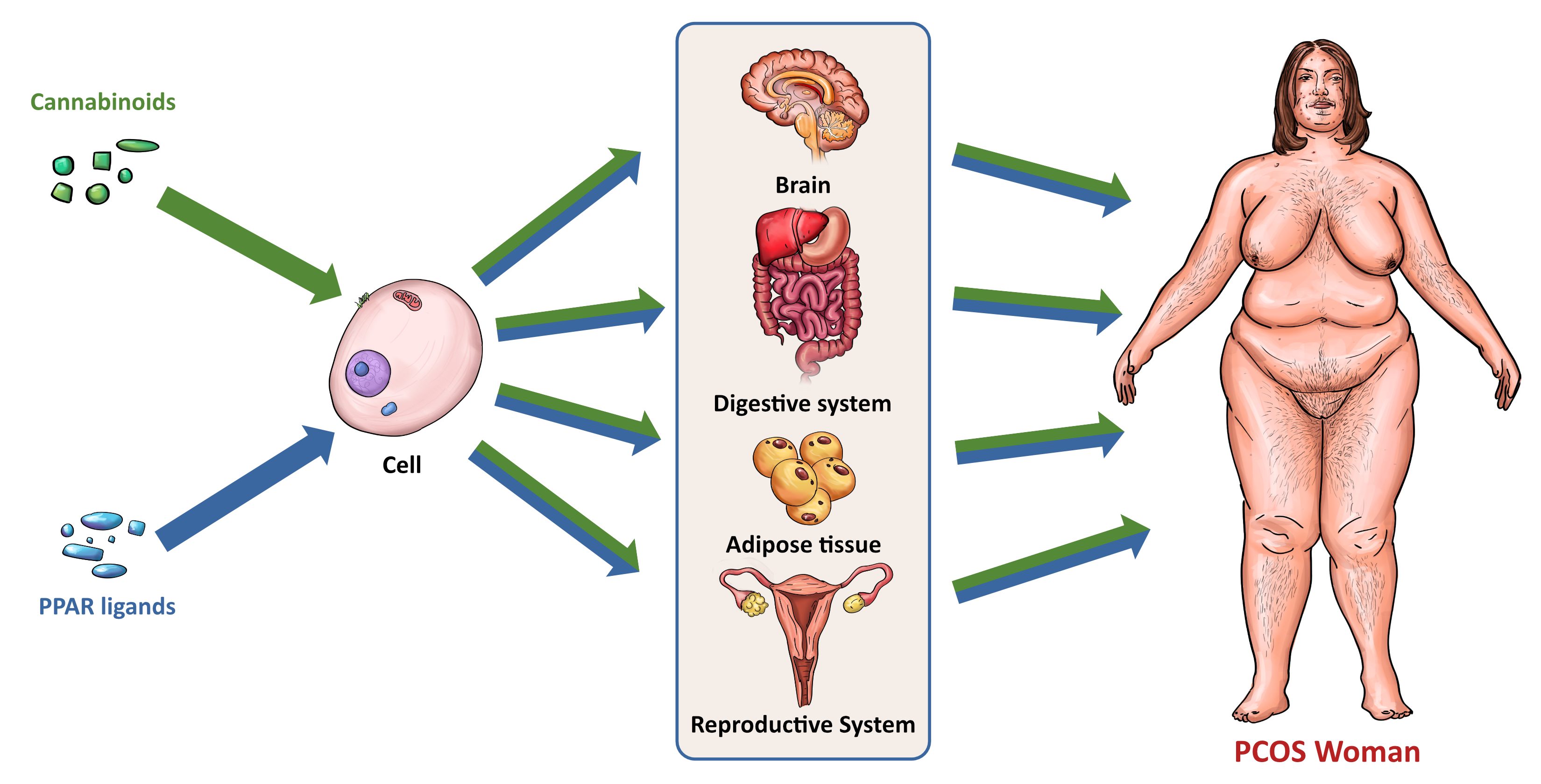 Cells Free Full-Text Cannabinoids and PPAR Ligands The Future in Treatment of Polycystic Ovary Syndrome Women with Obesity and Reduced Fertility