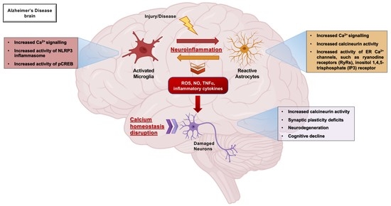 Frontiers Microglia In Alzheimer's Disease: Pathogenesis,, 58% OFF