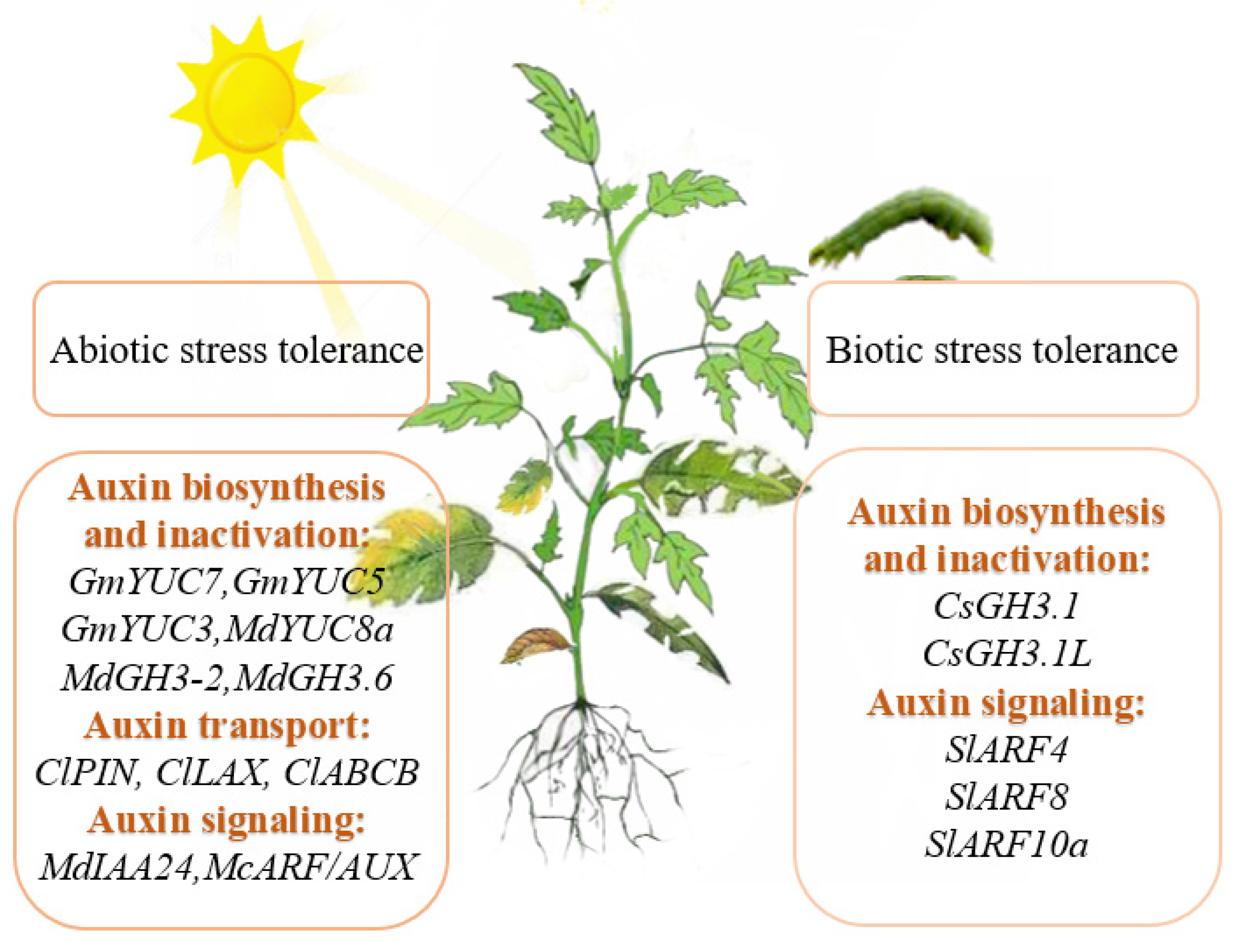 Cells Free Full Text Roles Of Auxin In The Growth Development And 