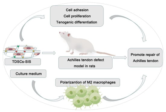 Stem Cell Differentiation and Applications