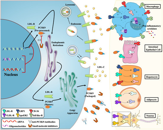 Cells Free Full Text Pcsk9 Inhibition From Current Advances To Evolving Future 1264