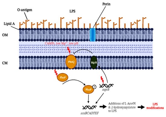 Cells | Free Full-Text | MgrB Mutations and Altered Cell Permeability ...