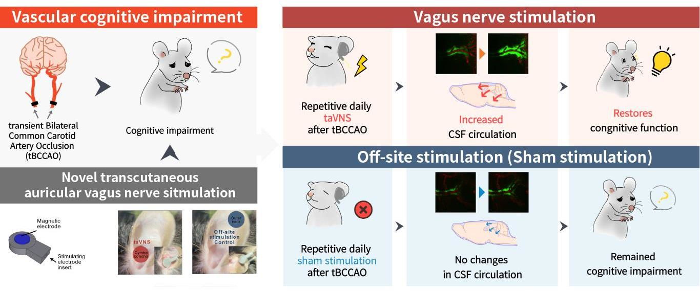Cells | Free Full-Text | Transcutaneous Auricular Vagus Nerve Stimulation  Enhances Cerebrospinal Fluid Circulation and Restores Cognitive Function in  the Rodent Model of Vascular Cognitive Impairment