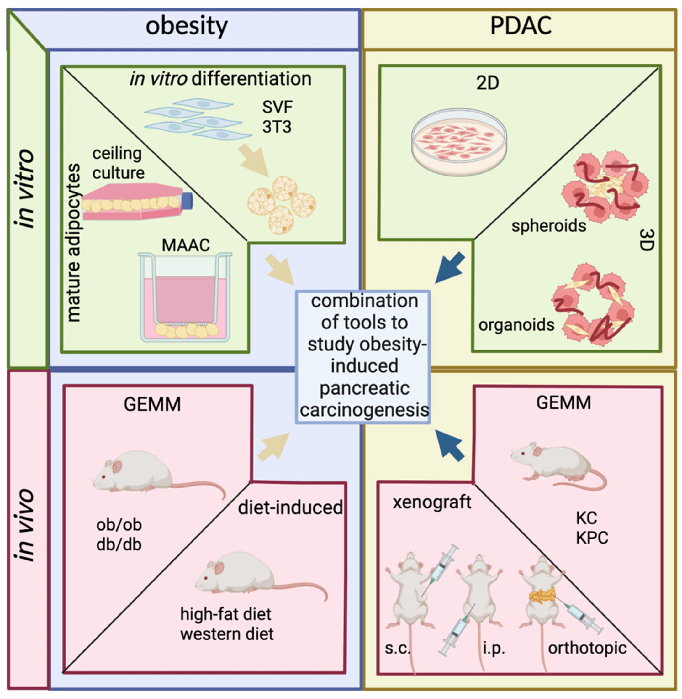 Mia Kariya Xnxx Videos - Cells | Free Full-Text | Modeling Obesity-Driven Pancreatic  Carcinogenesis—A Review of Current In Vivo and In Vitro Models of  Obesity and Pancreatic Carcinogenesis