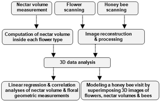 Nectar Particles Html Precision Phenotyping of Nectar-Related Traits Using X-ray Micro ...