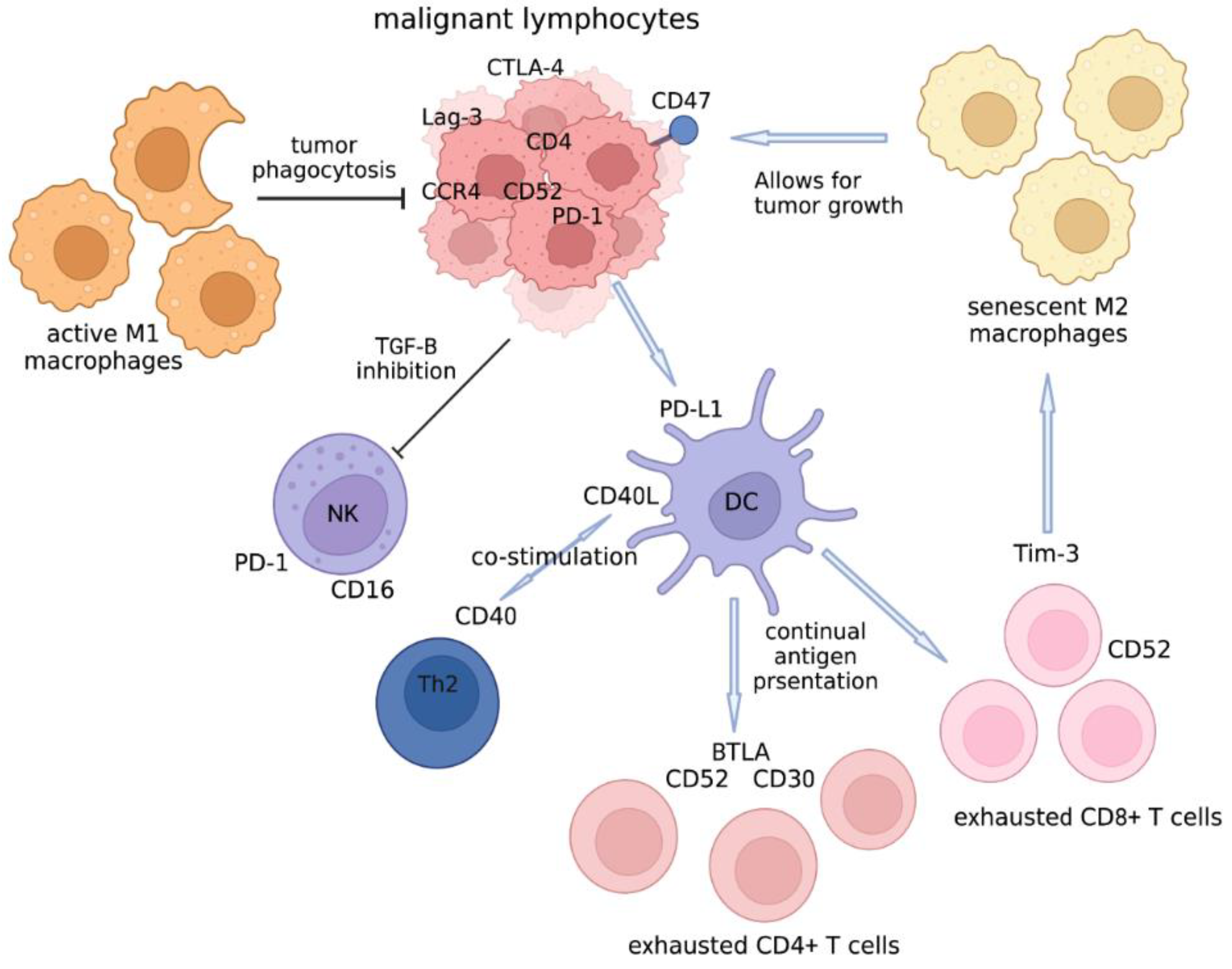 Cells | Free Full-Text | Targeting the CD47-SIRPα Axis: Present ...