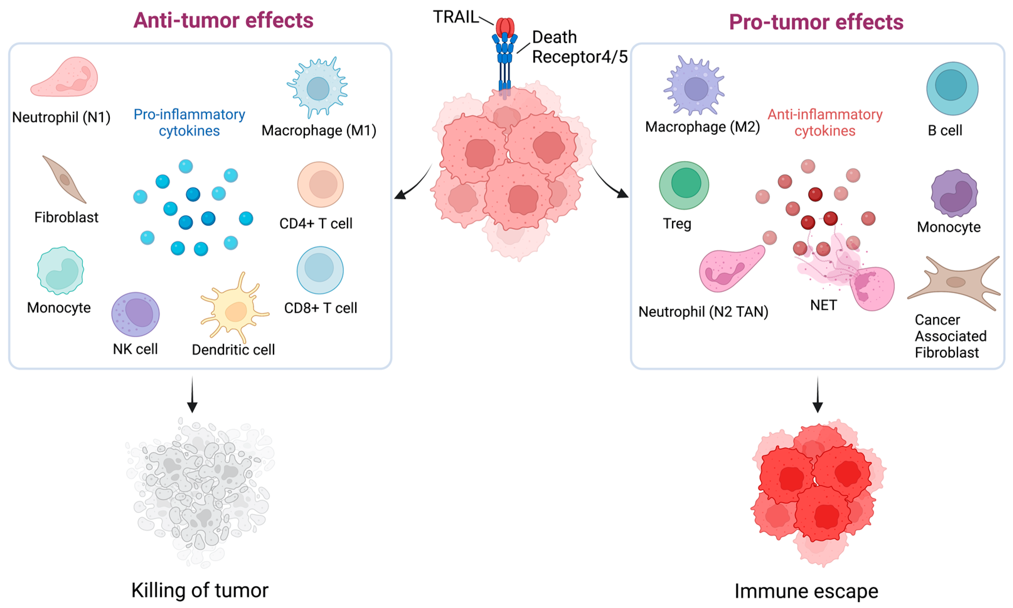 Cells | Free Full-Text | Targeting TRAIL Death Receptors In Triple ...