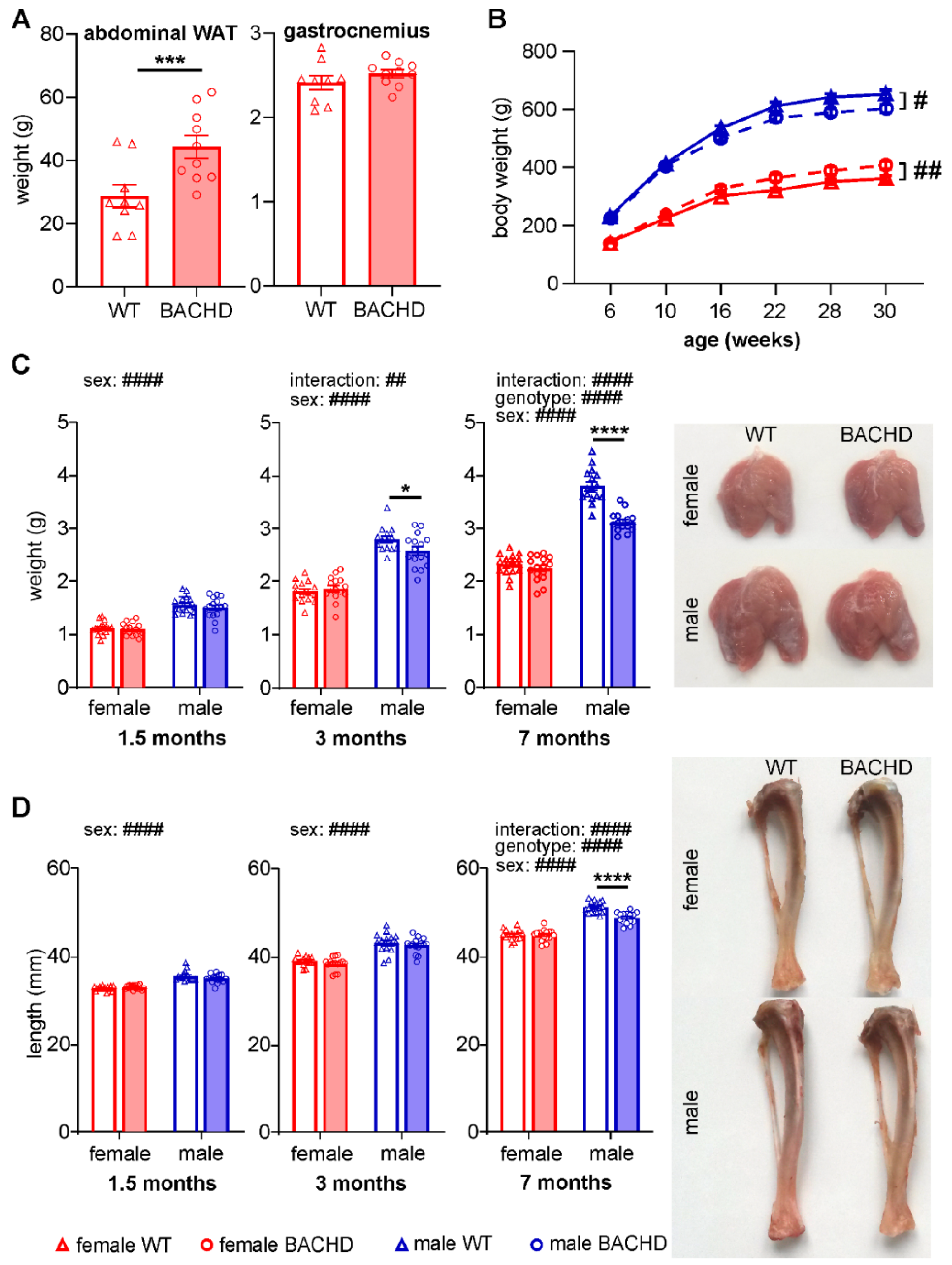 Cells Free Full Text Evidences for Mutant Huntingtin Inducing