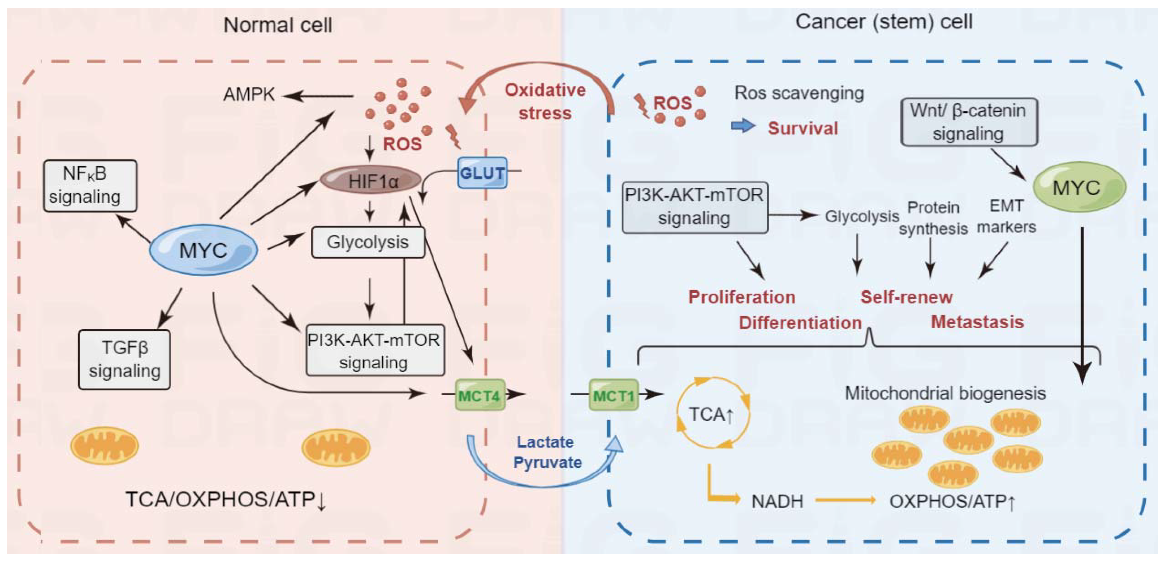 Cells | Free Full-Text | Metabolism In Cancer Stem Cells: Targets For ...