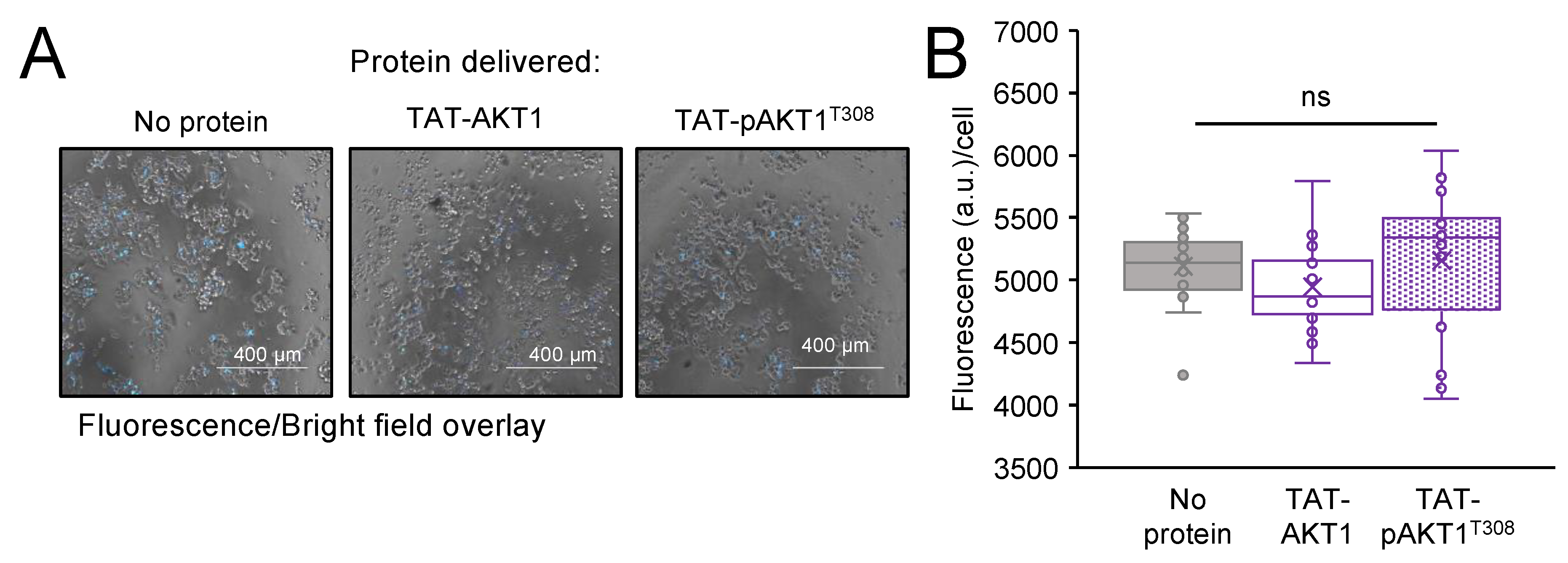 Cells | Free Full-Text | Delivery of Active AKT1 to Human Cells