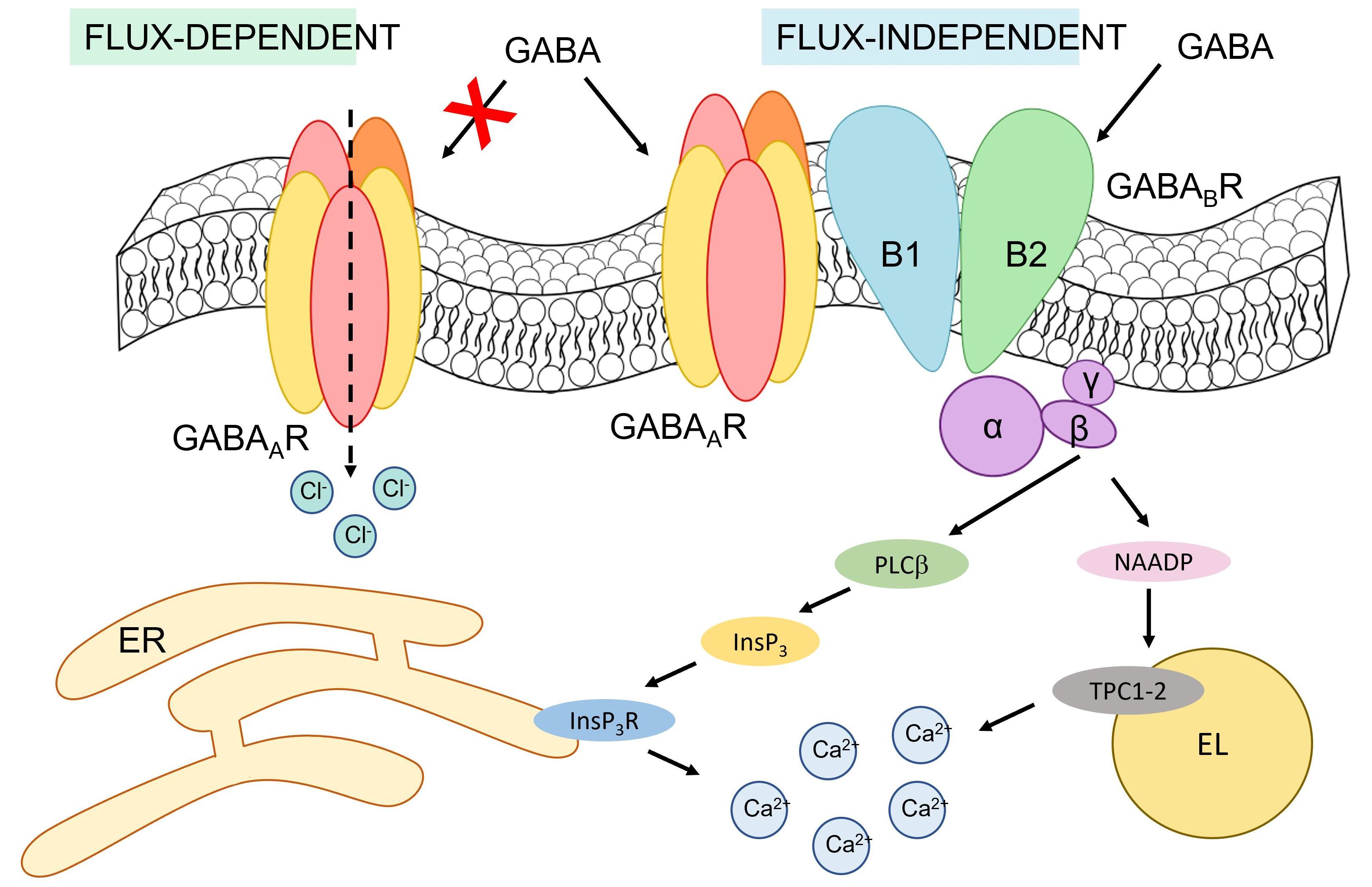 Cells | Free Full-Text | GABAA and Receptors Mediate GABA-Induced Intracellular Ca2+ Signals in Human Brain Microvascular Endothelial Cells