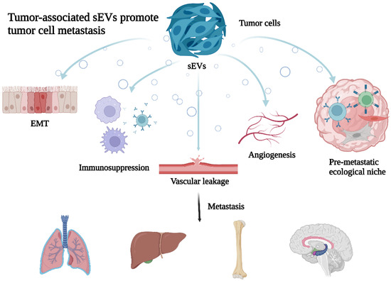 Cells | Free Full-Text | The Biological Effect of Small Extracellular ...