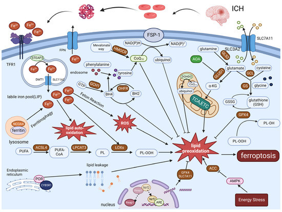 Ferroptosis được xem là một dạng tổn hại tế bào từ sự không cân bằng natri và kali gây ra bởi oxy hóa sắt . Nhưng vì sao lại nguy hiểm như thế? Cùng xem xét hình ảnh liên quan để bảo vệ và nâng cao sự hiểu biết của mình về quá trình này.