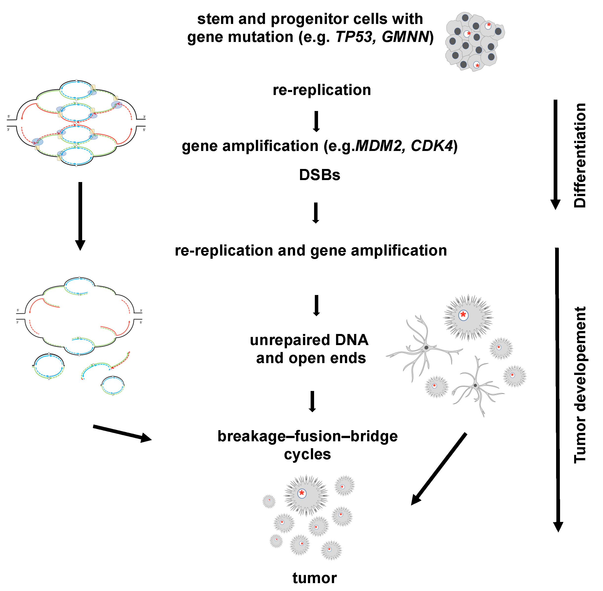 Cells | Free Full-Text | Gene Amplification In Tumor Cells: Developed ...