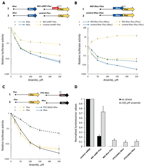 Cells Free Full Text Relocalization Of Translation Termination And Ribosome Recycling Factors To Stress Granules Coincides With Elevated Stop Codon Readthrough And Reinitiation Rates Upon Oxidative Stress