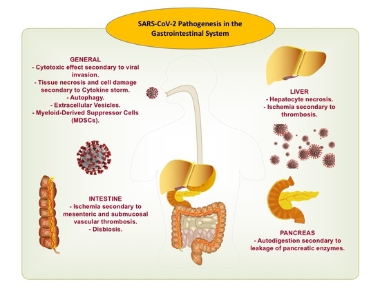 Pathogenesis and Mechanisms of SARS-CoV-2 Infection in the