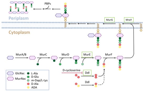 Cells | Free Full-Text | The Chloroplast Envelope of Angiosperms ...