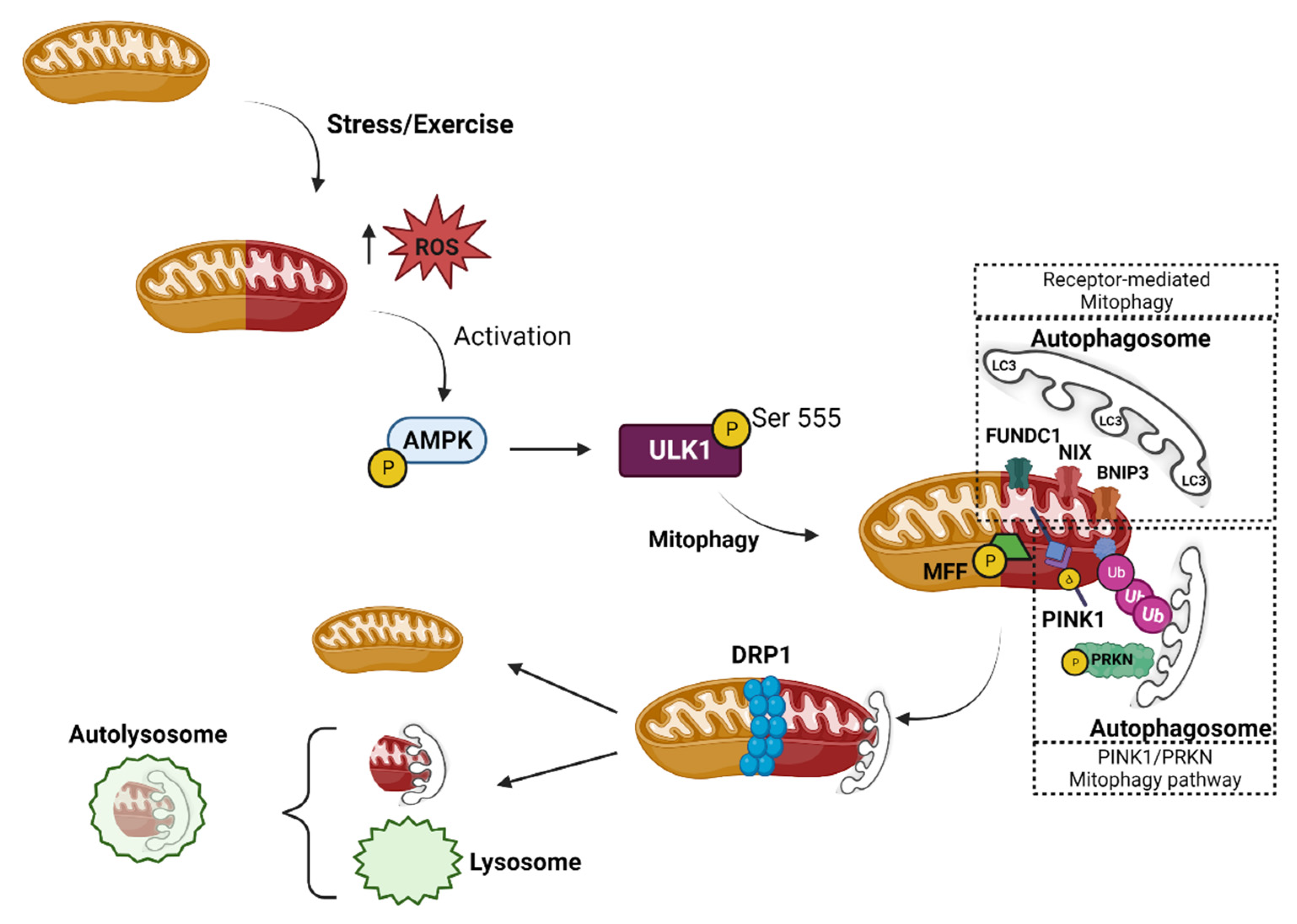 Cells | Free Full-Text | The Role Of Mitophagy In Skeletal Muscle ...