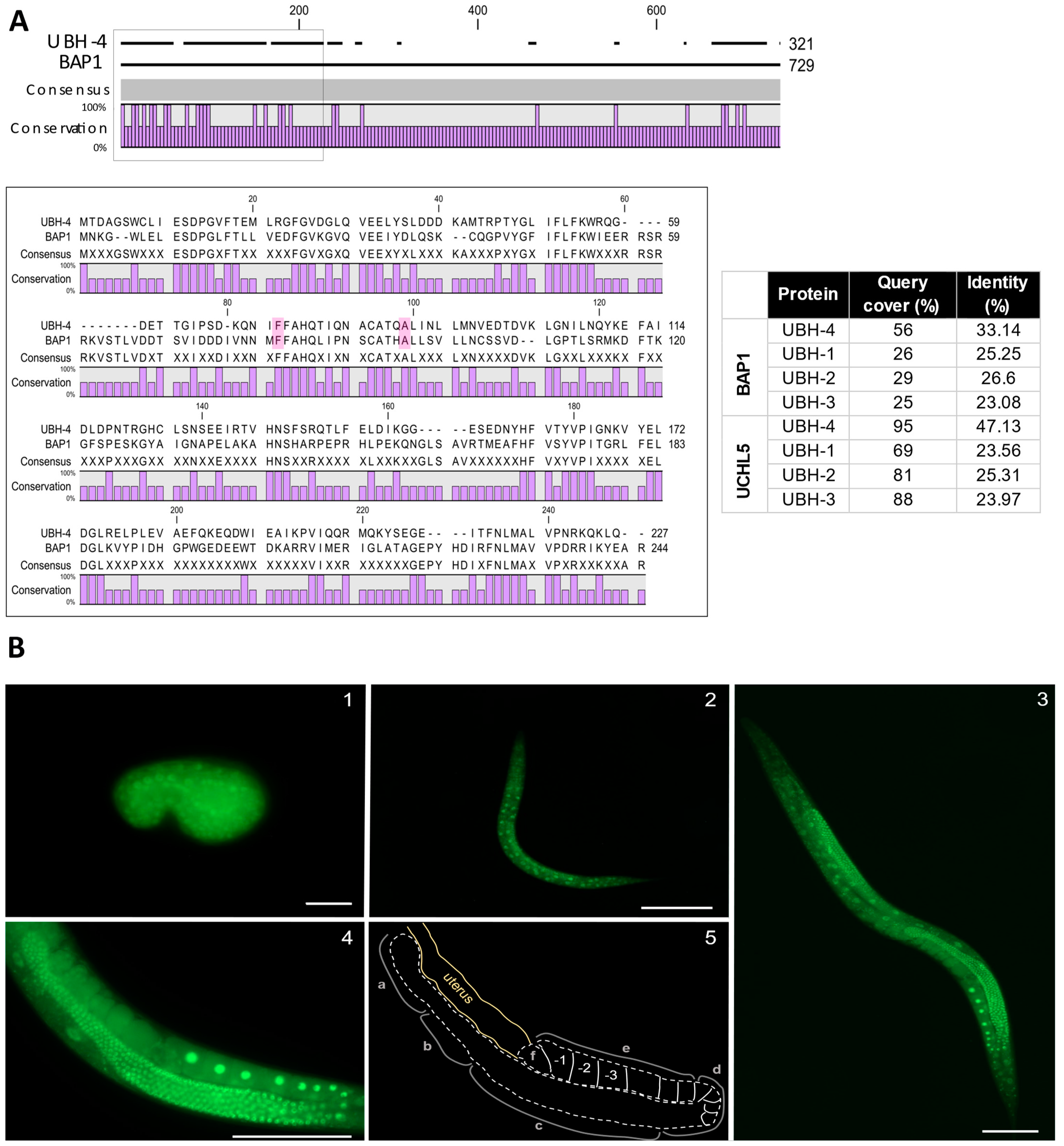 Cells Free Full-Text BAP1 Malignant Pleural Mesothelioma Mutations in Caenorhabditis elegans Reveal Synthetic Lethality between ubh-4/BAP1 and the Proteasome Subunit rpn-9/PSMD13