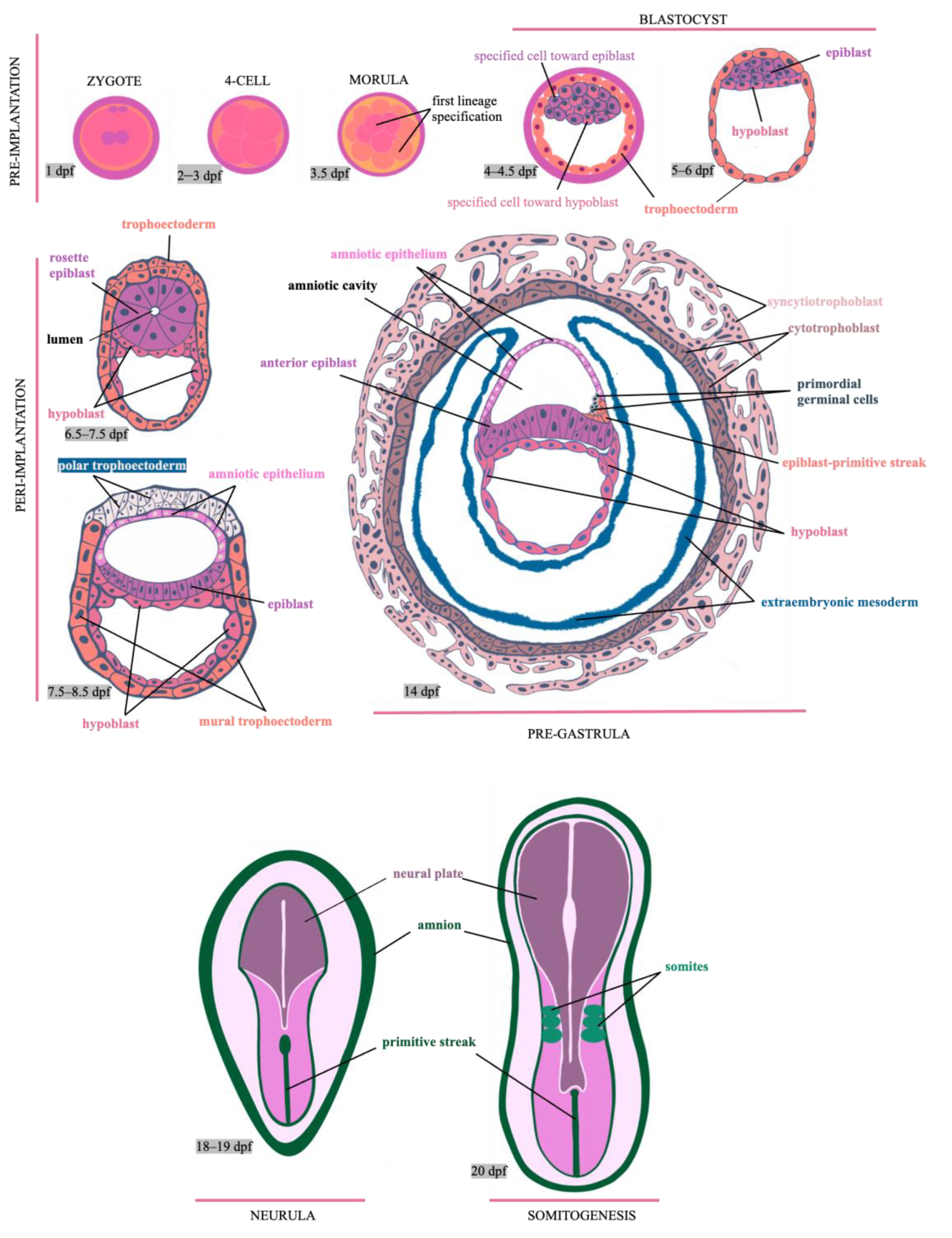 Cells | Free Full-Text | Pluripotent Stem Cells as a Model for Human  Embryogenesis