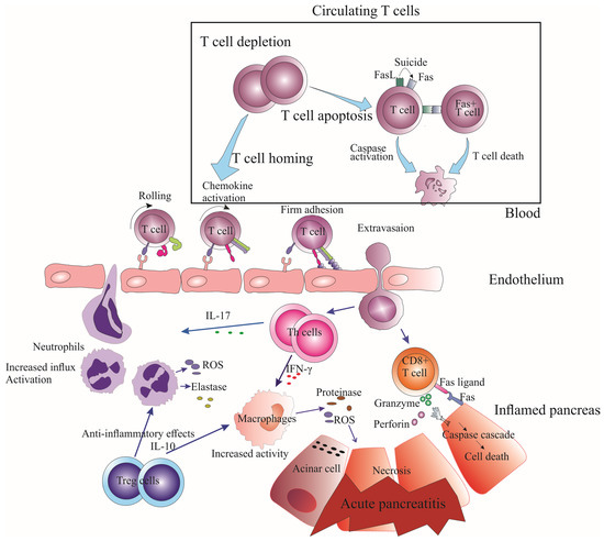 Cells | Free Full-Text | The Emerging Roles of the Adaptive Immune ...