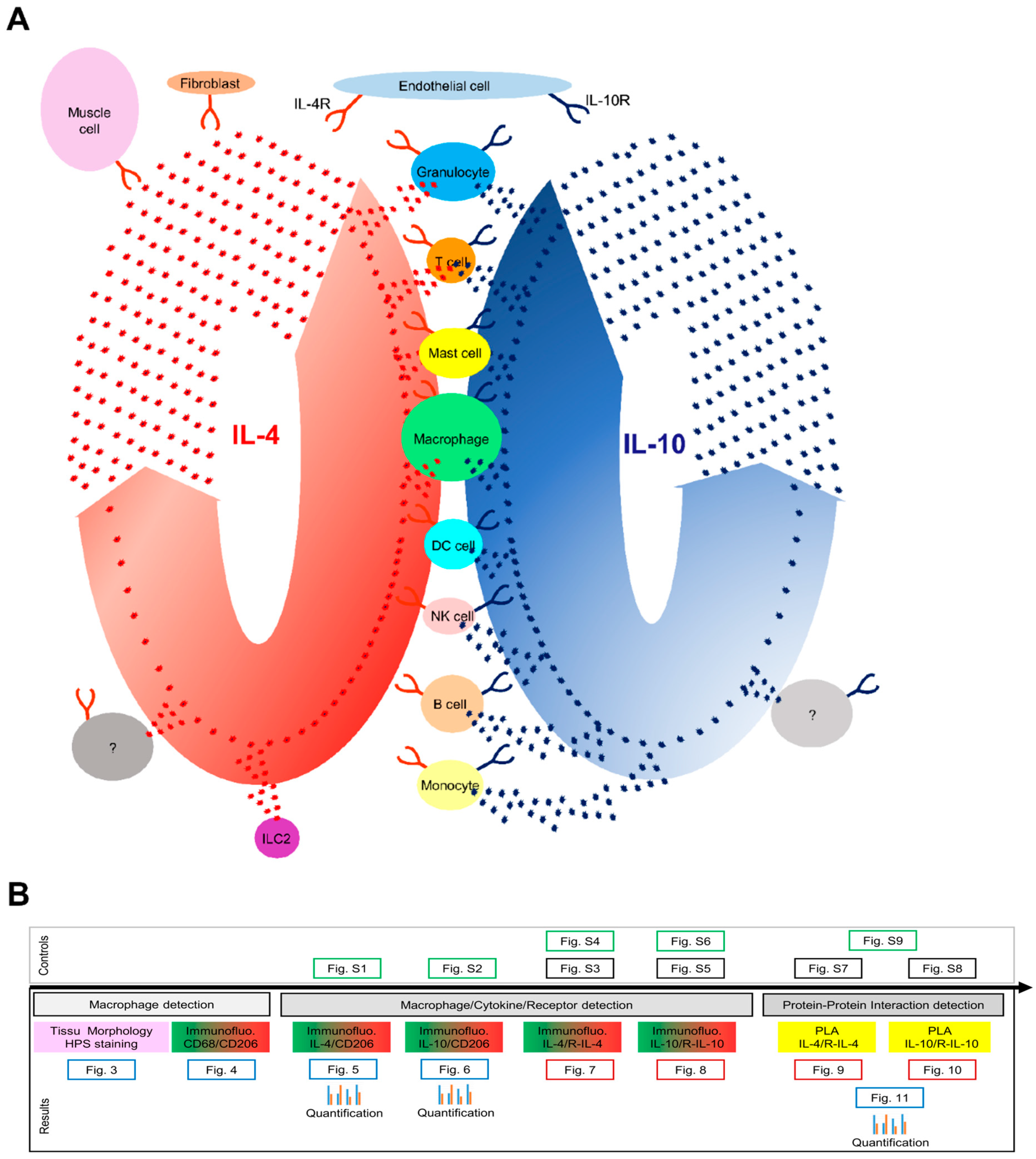 In Uc Browser Japani Sex Video - Cells | Free Full-Text | In Situ Identification of Both IL-4 and IL-10  Cytokine–Receptor Interactions during Tissue Regeneration