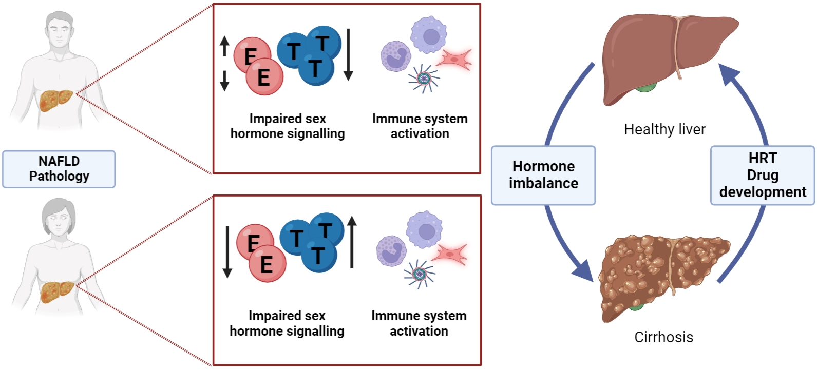 Cells Free Full-Text The Influence of Sex Hormones in Liver Function and Disease