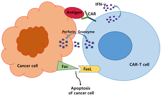 Cells | Free Full-Text | Recent Advances in CAR-Based Solid Tumor